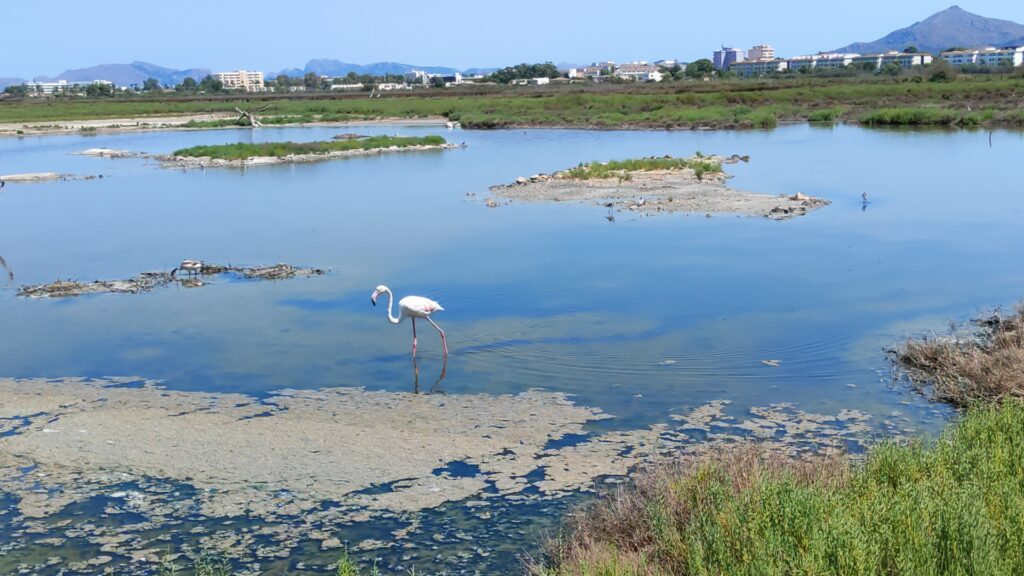 Albufera de Mallorca, Alcudia